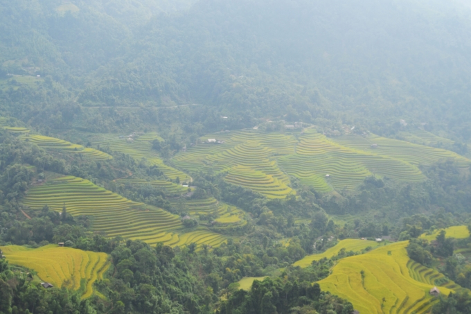 Ch&ugrave;m ảnh: Ho&agrave;ng Su Ph&igrave; v&agrave;o m&ugrave;a c&aacute; ch&eacute;p ruộng