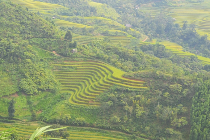 Ch&ugrave;m ảnh: Ho&agrave;ng Su Ph&igrave; v&agrave;o m&ugrave;a c&aacute; ch&eacute;p ruộng