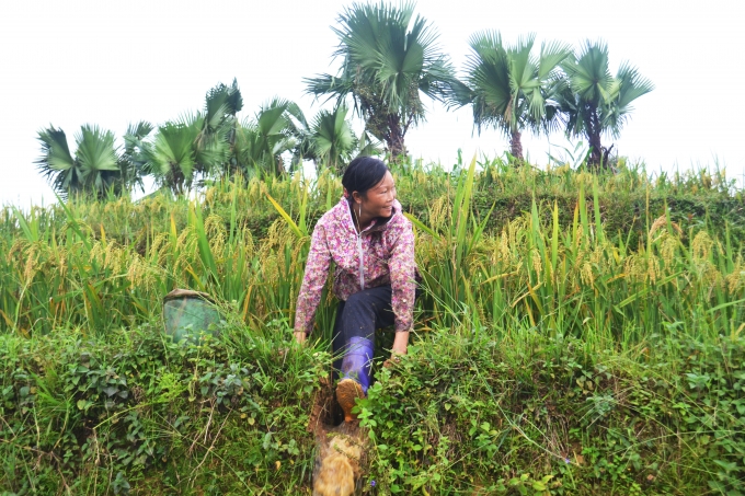 Ch&ugrave;m ảnh: Ho&agrave;ng Su Ph&igrave; v&agrave;o m&ugrave;a c&aacute; ch&eacute;p ruộng