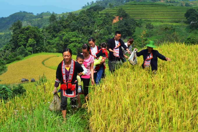 Ch&ugrave;m ảnh: Ho&agrave;ng Su Ph&igrave; v&agrave;o m&ugrave;a c&aacute; ch&eacute;p ruộng
