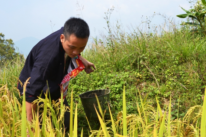 Ch&ugrave;m ảnh: Ho&agrave;ng Su Ph&igrave; v&agrave;o m&ugrave;a c&aacute; ch&eacute;p ruộng