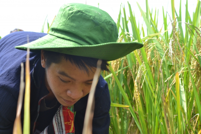 Ch&ugrave;m ảnh: Ho&agrave;ng Su Ph&igrave; v&agrave;o m&ugrave;a c&aacute; ch&eacute;p ruộng