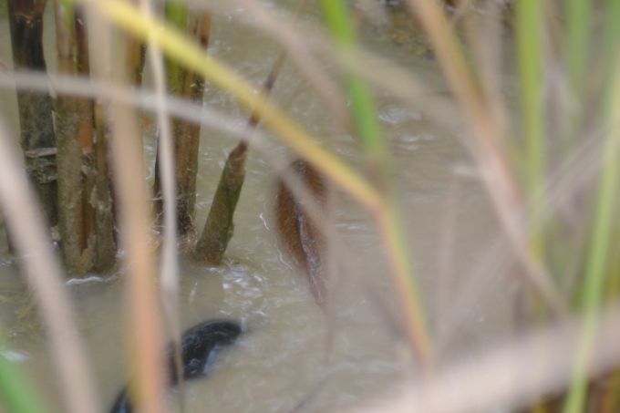 C&aacute; ch&eacute;p ruộng được thả khi l&uacute;a mới bắt đầu được cấy xuống, một con c&aacute; trung b&igrave;nh chỉ nặng 200g.