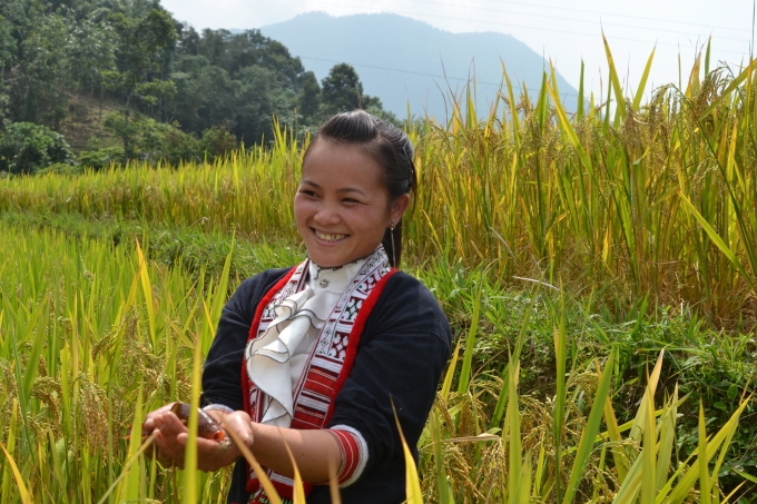 Ch&ugrave;m ảnh: Ho&agrave;ng Su Ph&igrave; v&agrave;o m&ugrave;a c&aacute; ch&eacute;p ruộng