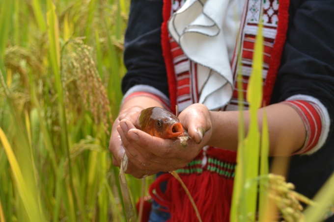 Ch&ugrave;m ảnh: Ho&agrave;ng Su Ph&igrave; v&agrave;o m&ugrave;a c&aacute; ch&eacute;p ruộng