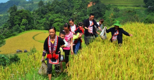 Chùm ảnh: Hoàng Su Phì vào mùa cá chép ruộng