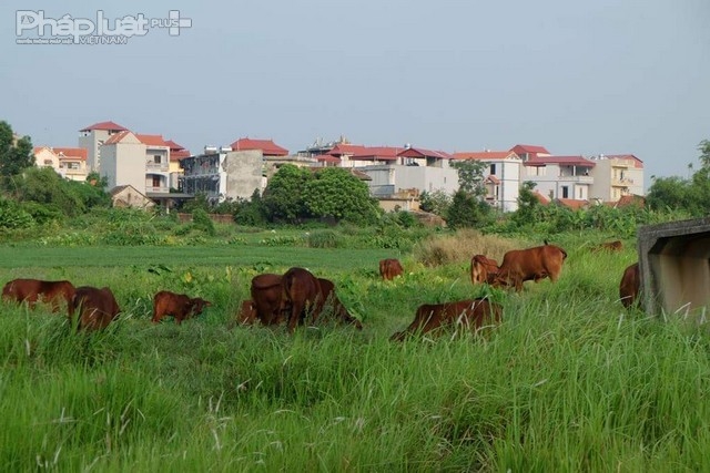 Ngo&agrave;i đ&agrave;n tr&acirc;u hơn 30 con, ở đ&acirc;y c&ograve;n l&agrave; b&atilde;i cỏ l&yacute; tưởng cho h&agrave;ng chục ch&uacute; b&ograve; v&agrave; d&ecirc;.