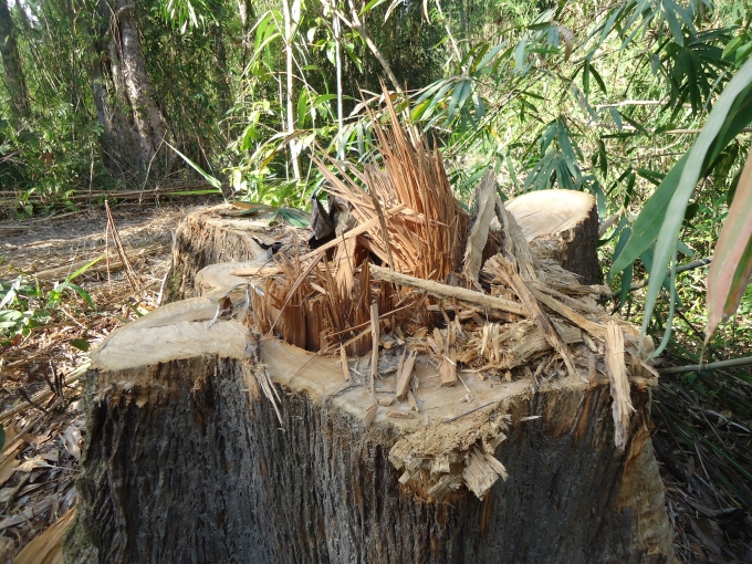 Theo c&aacute;n bộ Kiểm l&acirc;m th&igrave; đường k&iacute;nh lớn như thế n&agrave;y th&igrave; tuổi đời của c&acirc;y phải h&agrave;ng chục năm.