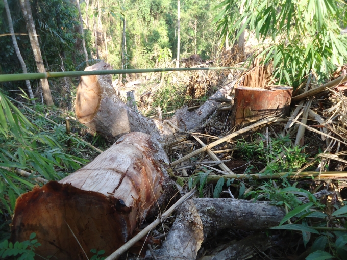 Kon Tum: Thu giữ 1,3 m&eacute;t khối gỗ Pơ Mu v&ocirc; chủ