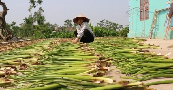 Ninh Bình: Mỗi năm kiếm hàng chục triệu đồng từ cây bèo tây