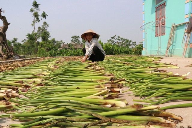 B&egrave;o sau khi cắt được phơi nắng cho kh&ocirc;.