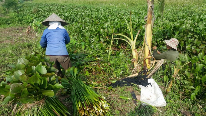 Ninh B&igrave;nh: Mỗi năm kiếm h&agrave;ng chục triệu đồng từ c&acirc;y b&egrave;o t&acirc;y