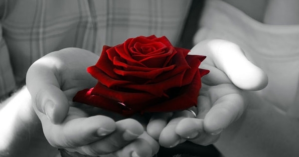 Chuyện kể của bông hồng cài áo mùa Vu Lan