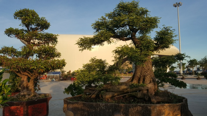 C&acirc;y Me với d&aacute;ng độc v&agrave; tuổi thọ hơn 100 năm được giới thiệu tại Hội chợ.