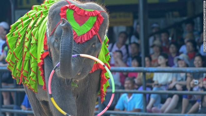 Số lượng voi ch&acirc;u &Aacute; giảm 50% trong thế kỷ qua.