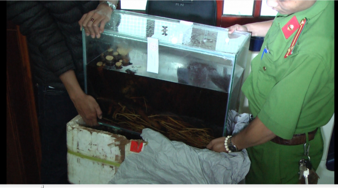 C&aacute; thể cọp ng&acirc;m trong bể rượu.