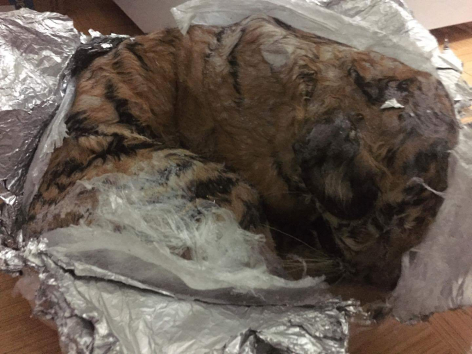 C&aacute; thể cọp ph&aacute;t hiện trong tủ đ&aacute;.