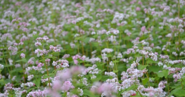 Hà Giang: Điều chỉnh thời gian khai mạc Lễ hội hoa Tam giác mạch 2017