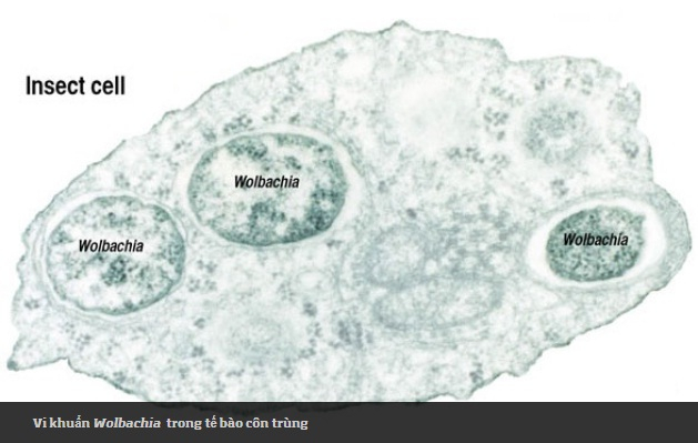 Nu&ocirc;i muỗi vằn ph&ograve;ng chống sốt xuất huyết