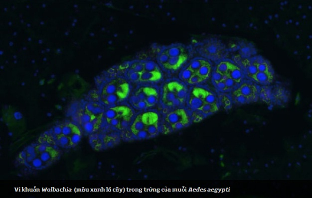 Nu&ocirc;i muỗi vằn ph&ograve;ng chống sốt xuất huyết