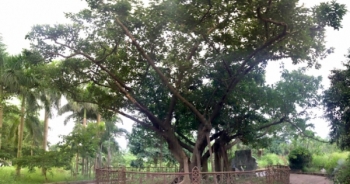 Về nơi gìn giữ cây đa bác Hồ