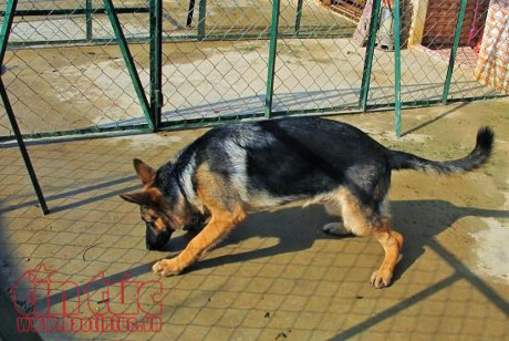 Ch&oacute; thả r&ocirc;ng phải đeo rọ m&otilde;m.