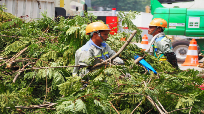 H&agrave; Nội: Bắt đầu chặt hạ, đ&aacute;nh chuyển 130 c&acirc;y xanh tr&ecirc;n đường Kim M&atilde;