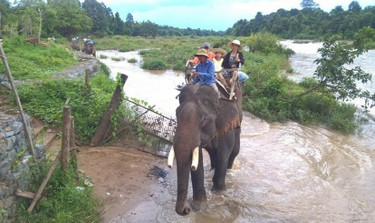 Voi nh&agrave; đang bị khai th&aacute;c qu&aacute; mức.