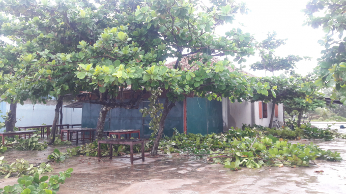 Người d&acirc;n chặt c&acirc;y tr&aacute;nh những thiệt hại đ&aacute;ng tiết trước giờ b&atilde;o số 10 độ bộ.