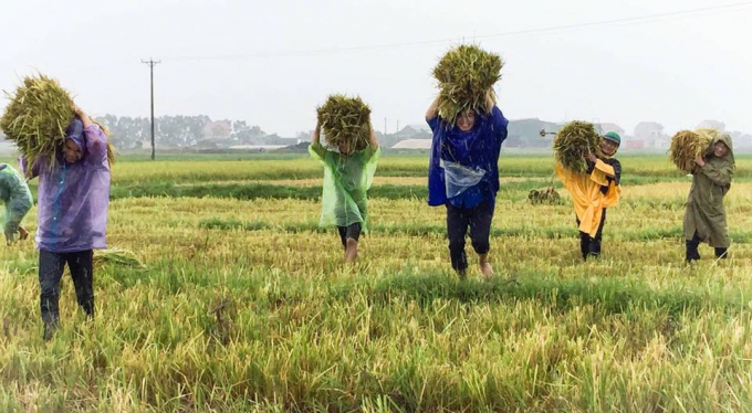 C&aacute;n bộ đo&agrave;n th&agrave;nh phố H&agrave; Tĩnh cũng ra qu&acirc;n gi&uacute;p d&acirc;n thu hoạch vụ m&ugrave;a trước b&atilde;o.