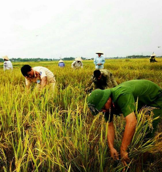 C&ocirc;ng an huyện Thạch H&agrave; (H&agrave; Tĩnh) chủ động ra qu&acirc;n gi&uacute;p d&acirc;n thu hoạch l&uacute;a trước khi b&atilde;o về.