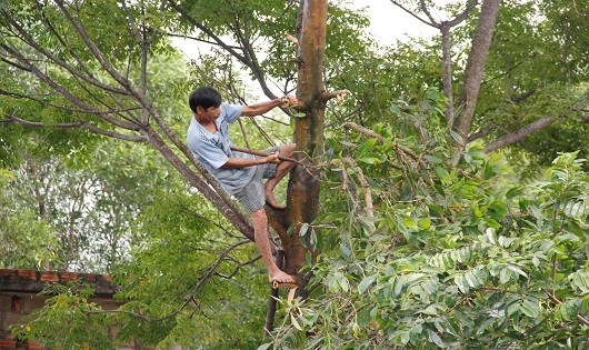 Chặt c&aacute;c c&agrave;nh c&acirc;y to tr&aacute;nh b&atilde;o.