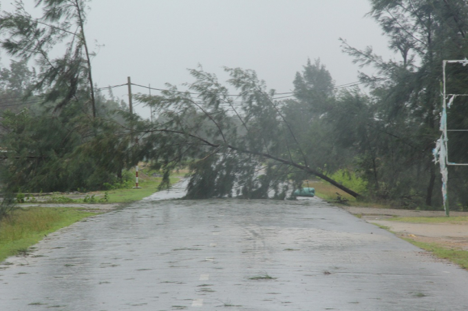 Nhiều c&acirc;y xanh bị quật ng&atilde;.