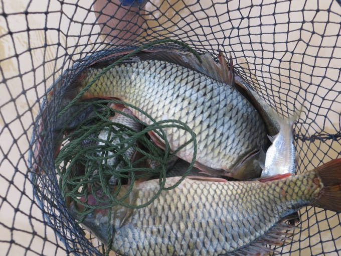 C&aacute; bắt được chủ yếu l&agrave; c&aacute; ch&eacute;p, c&aacute; r&ocirc; phi.