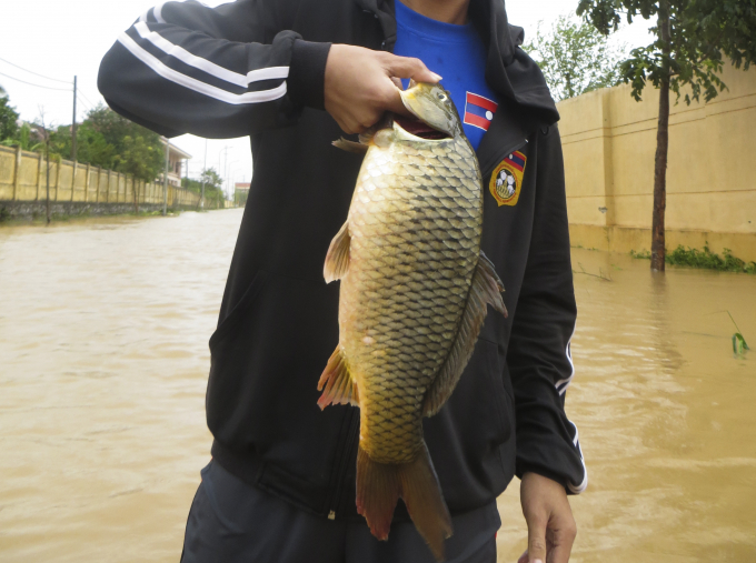 Nhiều con c&aacute; nặng tr&ecirc;n 1kg.