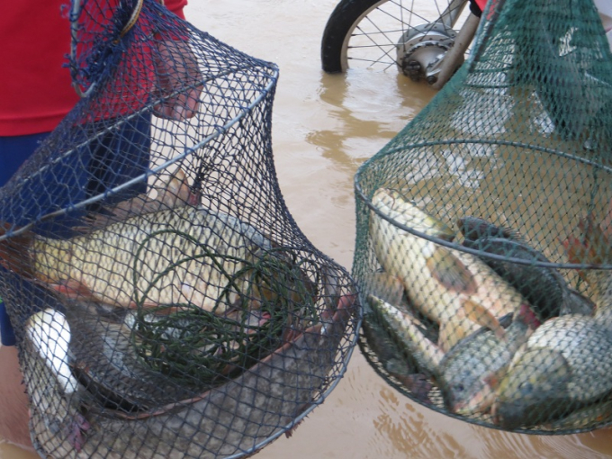 Chỉ trong khoảng thời gian ngắn sau thả lưới, quăng ch&agrave;i họ bắt được rất nhiều c&aacute; 'khủng'.