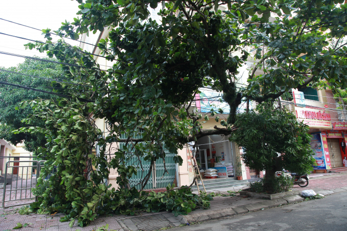 Nhiều c&acirc;y cối h&agrave;ng chục năm tuổi vẫn đổ gục trước cơn b&atilde;o số 10.