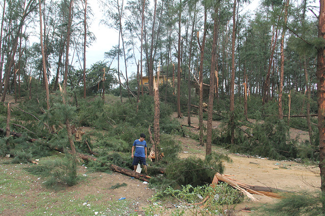 Vườn phi lao, nguồn thu ch&iacute;nh của của một số hộ d&acirc;n bị b&atilde;o quật đổ ngổn ngang.