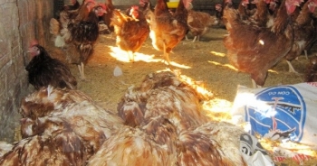 Năm 2018 sẽ có vắc xin cúm A/H5N1 biến chủng mới cho gia cầm