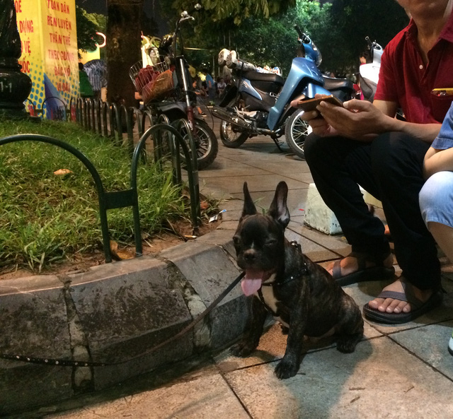 Ch&uacute; ch&oacute; n&agrave;y, với chủ của n&oacute; c&oacute; thể l&agrave; th&uacute; cưng