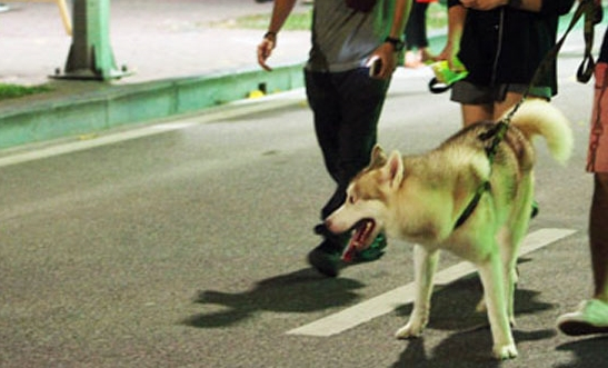T&igrave;nh trạng ch&oacute; ra đường kh&ocirc;ng rọ m&otilde;m vẫn xuất hiện nhiều tr&ecirc;n phố đi bộ những ng&agrave;y cuối tuần vừa qua.