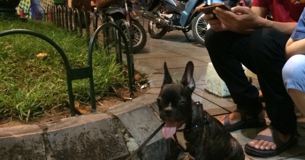 Hà Nội: Không rọ mõm cho chó vì "thú cưng không cắn ai bao giờ" (!)