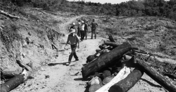 Bình Định: Khởi tố vụ "tàn sát" hơn 60ha rừng