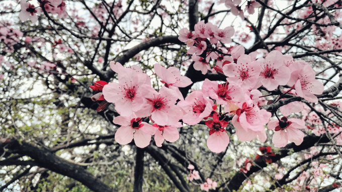 Nh&igrave;n ngắm khung cảnh đẹp như mơ dưới g&oacute;c m&aacute;y Bphone 2017