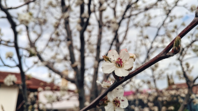 Nh&igrave;n ngắm khung cảnh đẹp như mơ dưới g&oacute;c m&aacute;y Bphone 2017