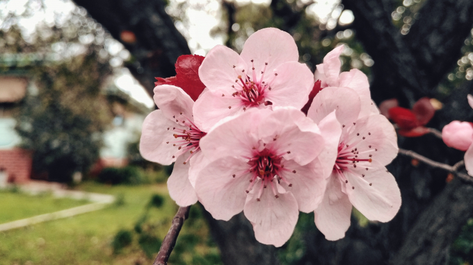 Nh&igrave;n ngắm khung cảnh đẹp như mơ dưới g&oacute;c m&aacute;y Bphone 2017