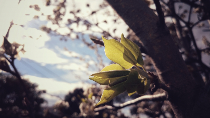 Nh&igrave;n ngắm khung cảnh đẹp như mơ dưới g&oacute;c m&aacute;y Bphone 2017