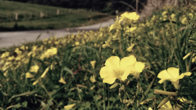 Nh&igrave;n ngắm khung cảnh đẹp như mơ dưới g&oacute;c m&aacute;y Bphone 2017