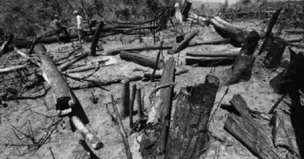 Hàng trăm hecta rừng phòng hộ bị "xóa sổ" không thương tiếc ở Quảng Nam