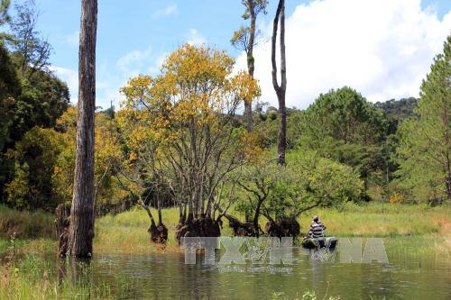 Khu rừng l&aacute; phong ven hồ Tuyền L&acirc;m. Ảnh minh họa: Phạm Kha/TTXVN